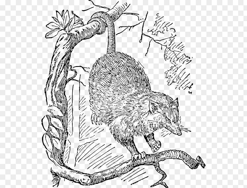Ink Wind Opossum Drawing Clip Art PNG