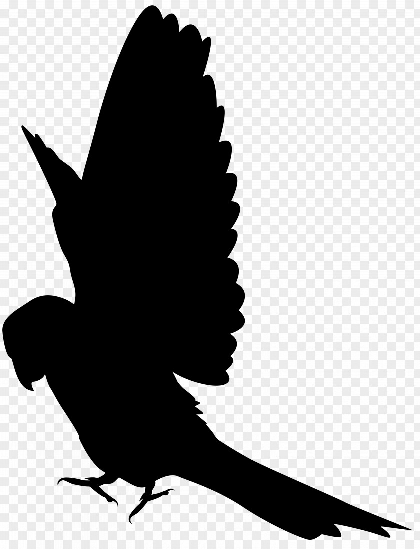 Parrot Silhouette Clip Art Image PNG