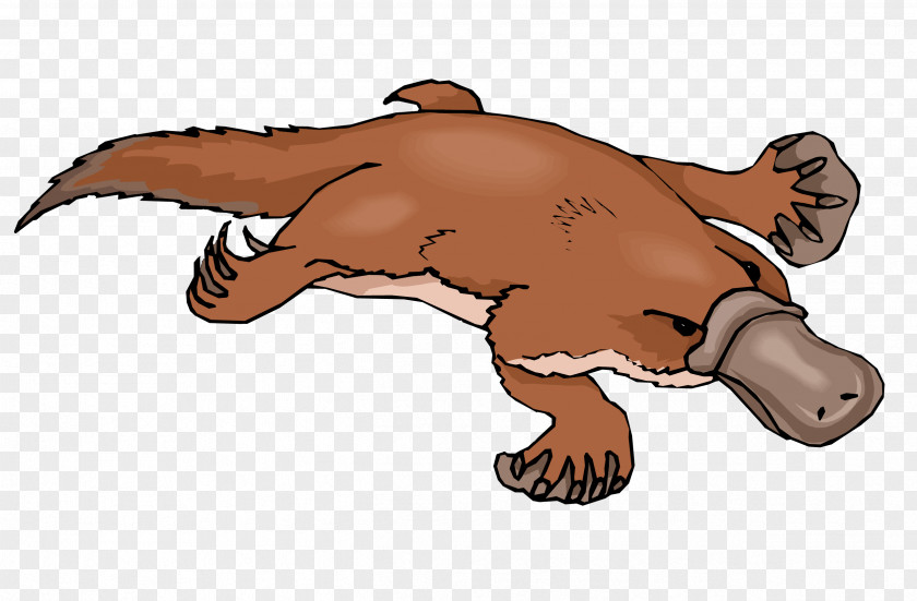 Platypus Clipart Perry The Cartoon Clip Art PNG