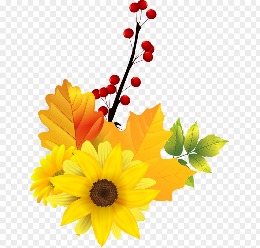 Flower Common Sunflower Transvaal Daisy Clip Art PNG