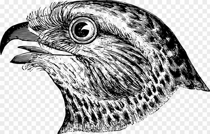 Head Draw Birds Clip Art PNG