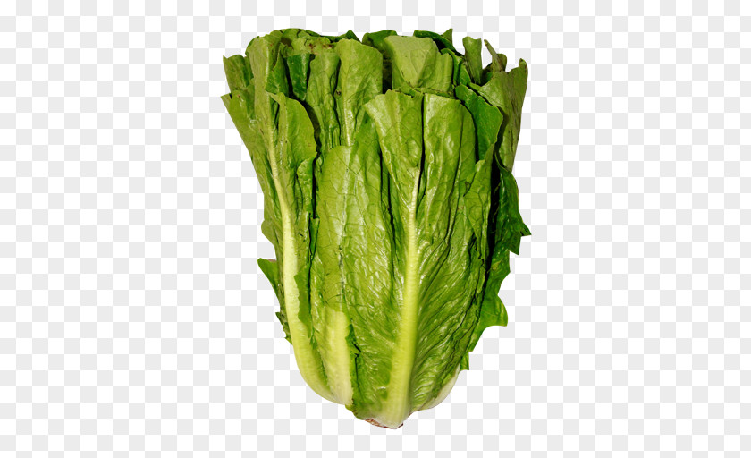 Romaine Lettuce Iceberg Leaf Vegetable Salad Red PNG