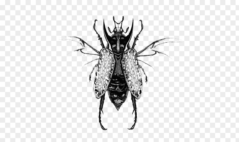 Black And White Cockroach Illustrations Illustration PNG