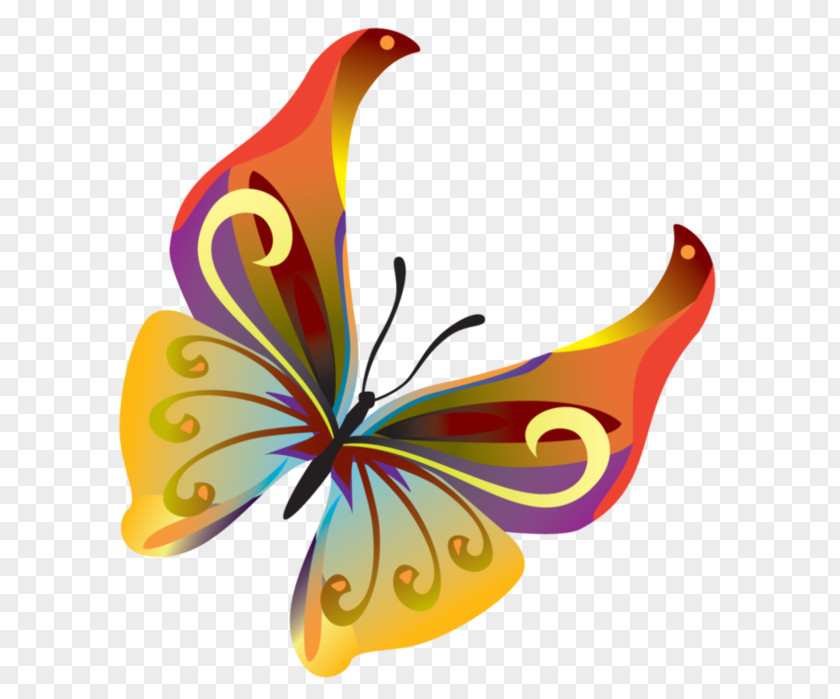 Butterfly Insect Clip Art PNG