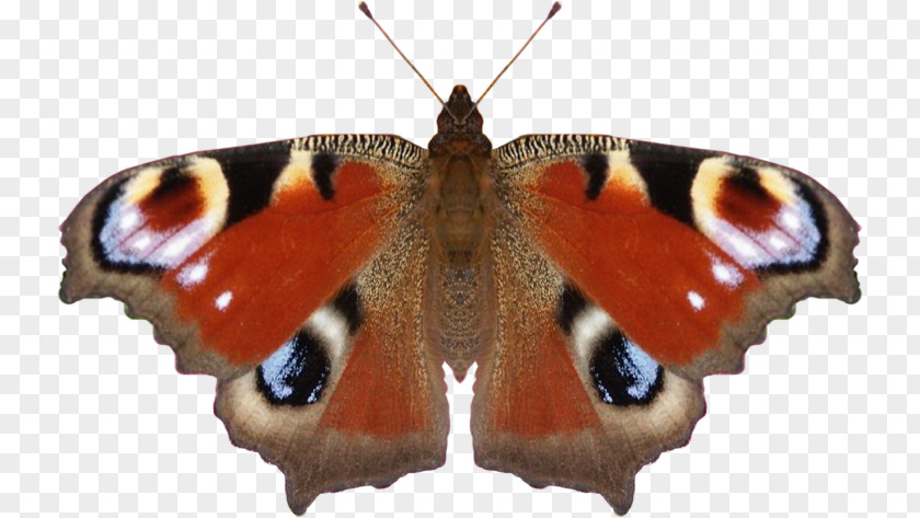 Butterfly Nymphalidae Moth Aglais Io Clip Art PNG