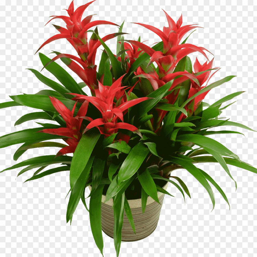 Caring Guzmania Houseplant Aechmea Flower PNG