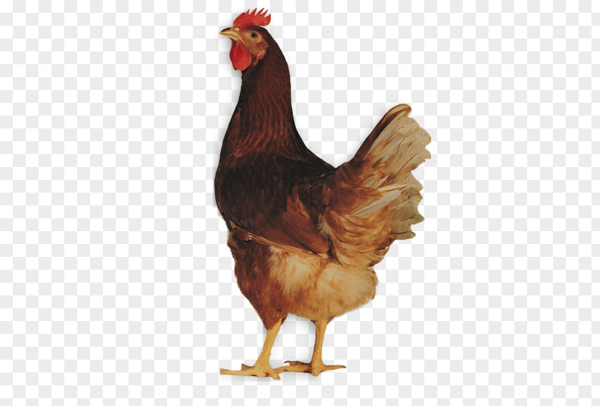 Corn Flakes Rooster ISA Brown Lohmann Sussex Chicken Leghorn Broiler PNG