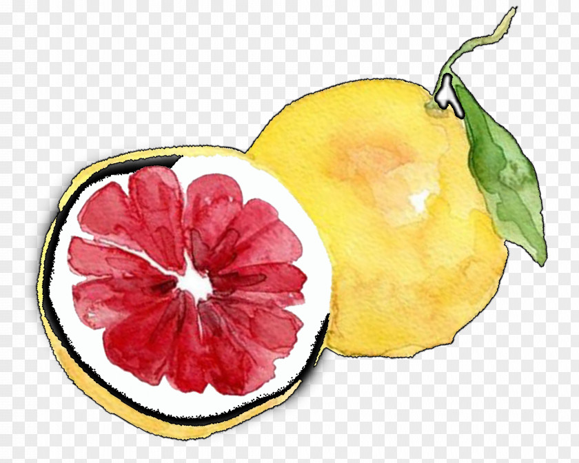 Hand-painted Fresh Sweet Grapefruit Lemon Pomelo PNG