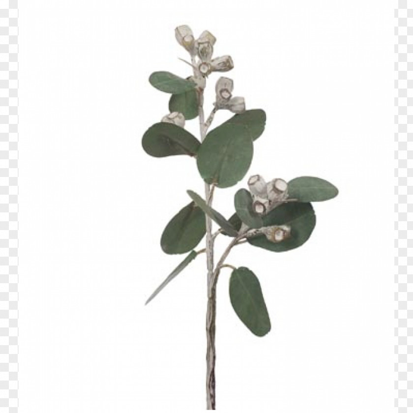 Plant Gum Trees Eucalyptus × Tetragona Stem Green PNG