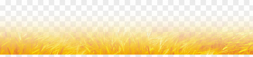 Wheat Field Sunlight Energy Sky Yellow Wallpaper PNG