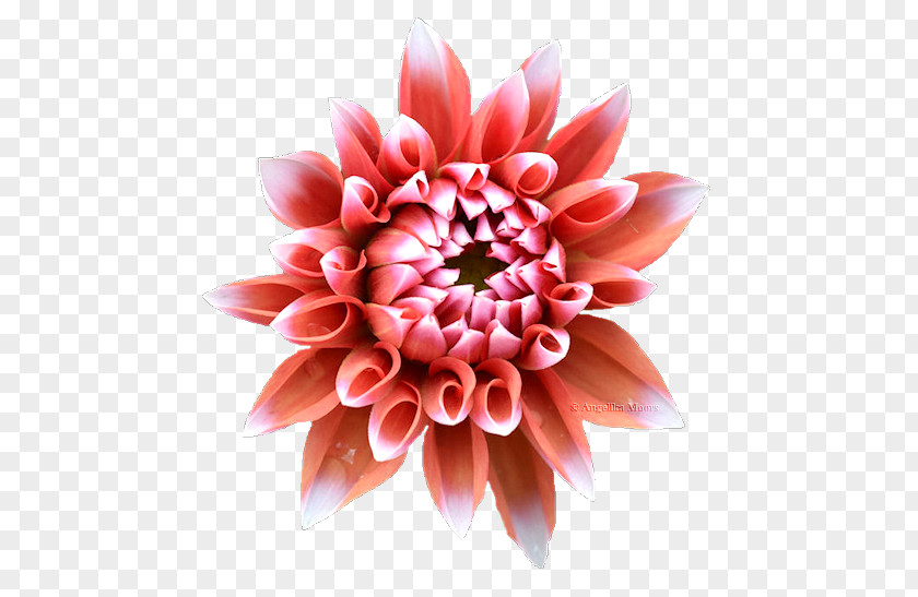 Chrysanthemum Dahlia Floral Design Cut Flowers PNG
