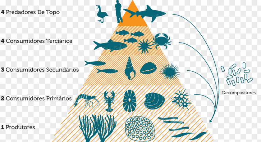 Energy Food Chain Web Consumer Trophic Level PNG