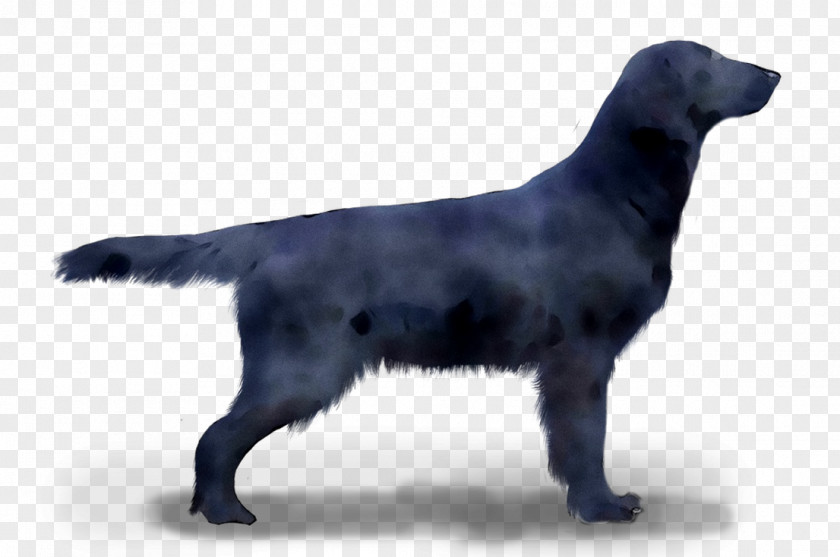 Flat-coated Retriever Labrador Dog Breed Borador PNG