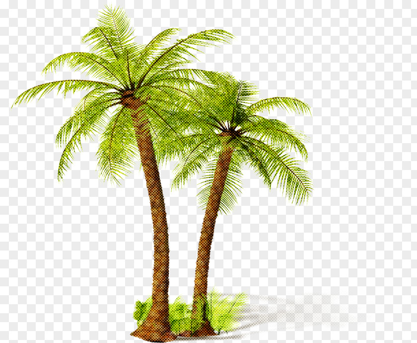 Vascular Plant Cycad Babassu Window Summer Ariane Oil Palms PNG