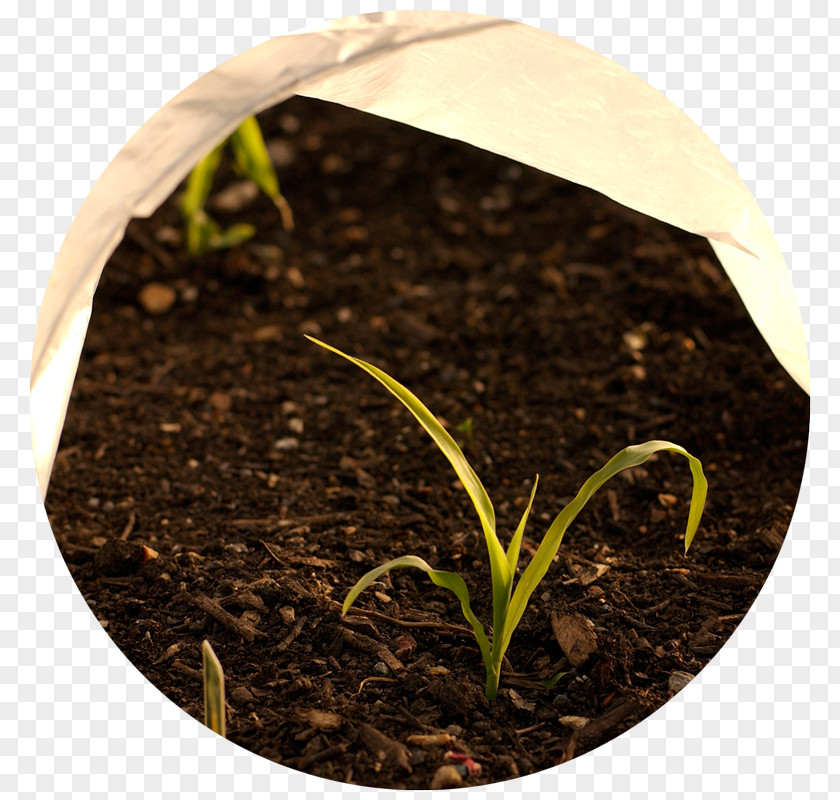 Cold Frame Gardening Row Cover Elderberry PNG