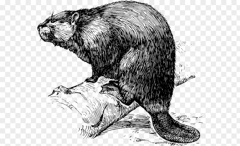 Dab Emoji Discord Eurasian Beaver Drawing American Clip Art PNG