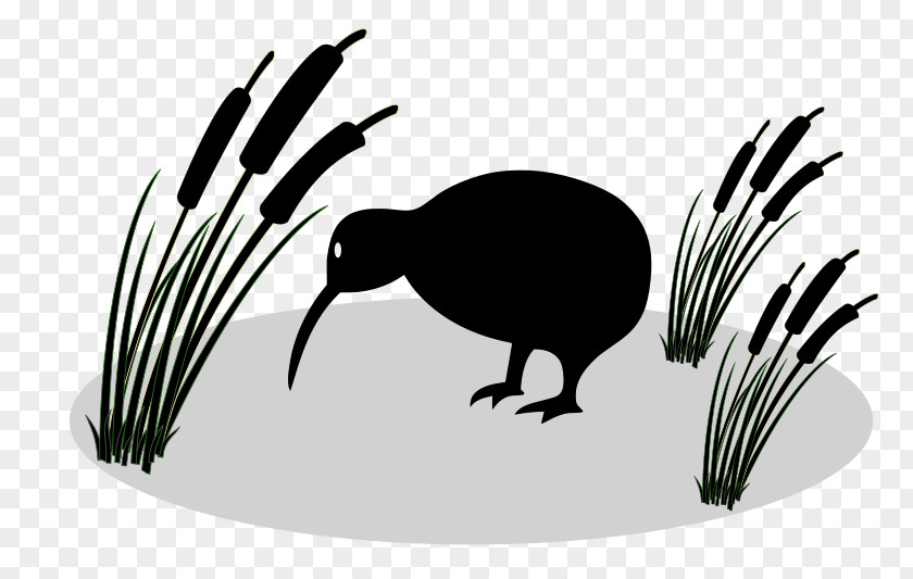 Kiwi Bird New Zealand Little Spotted Clip Art PNG