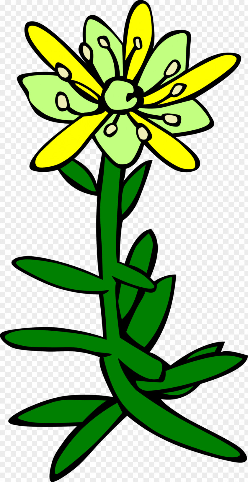 Plants Saxifraga Aizoides Oppositifolia Clip Art PNG