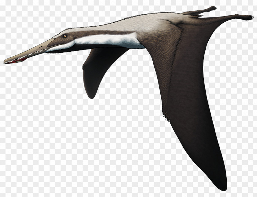 Pterosaur Quetzalcoatlus Pterodactyl Pterosaurs Flight Seabird PNG