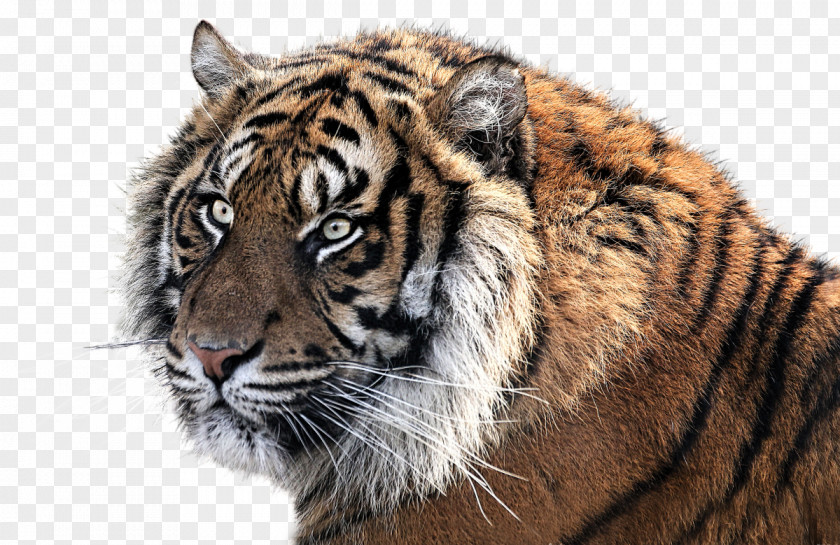 Tiger Felidae Cat Siberian Animal PNG