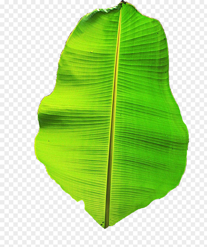 Bamboo Tree Leaves Material Musa Basjoo Banana Leaf PNG