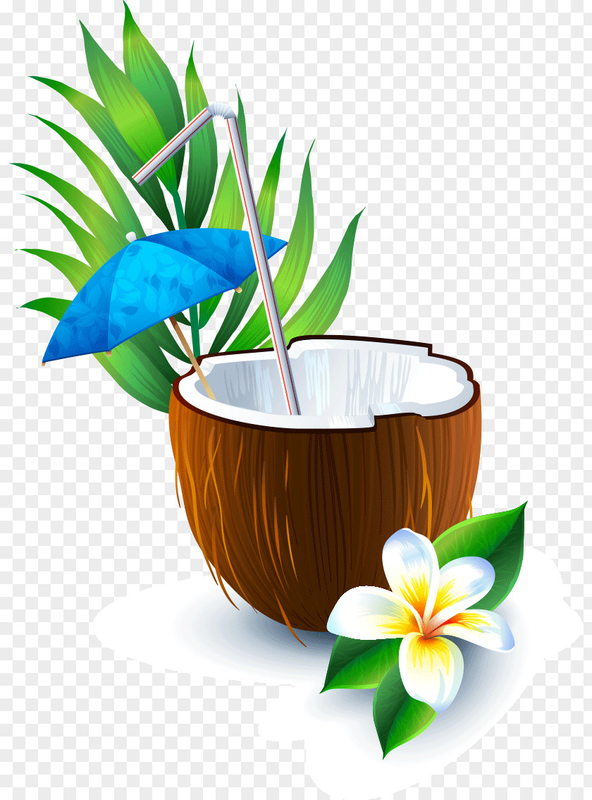 Coconut Drink Vector Graphics Water Image Juice PNG