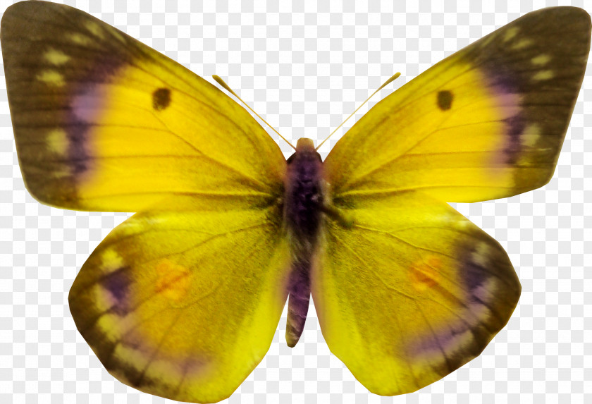 Colorful Butterfly Clip Art PNG