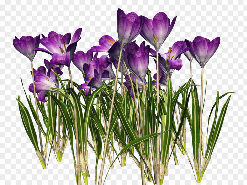 Crocus Vernus Chrysanthus Autumn Clip Art PNG