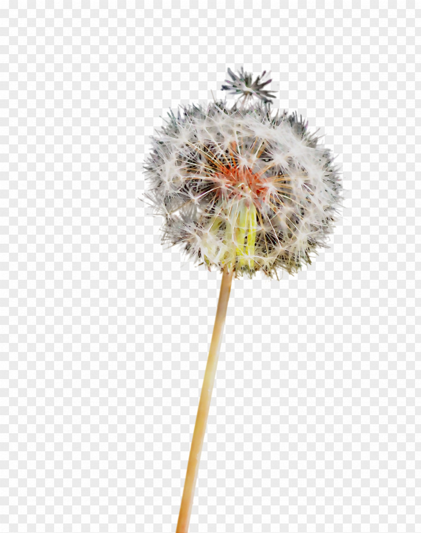 Dandelion Tree PNG