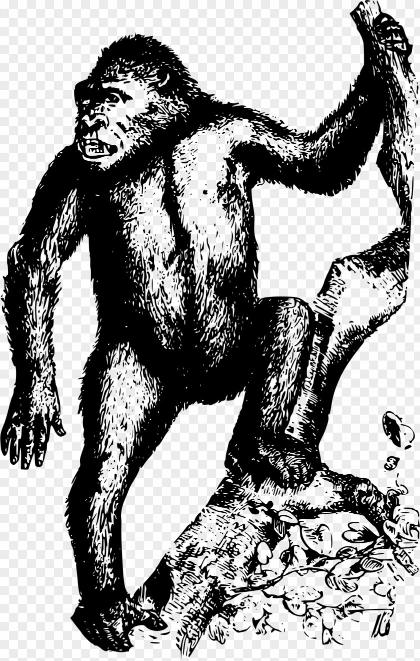 Gorilla Homo Sapiens Orangutan Ape Clip Art PNG