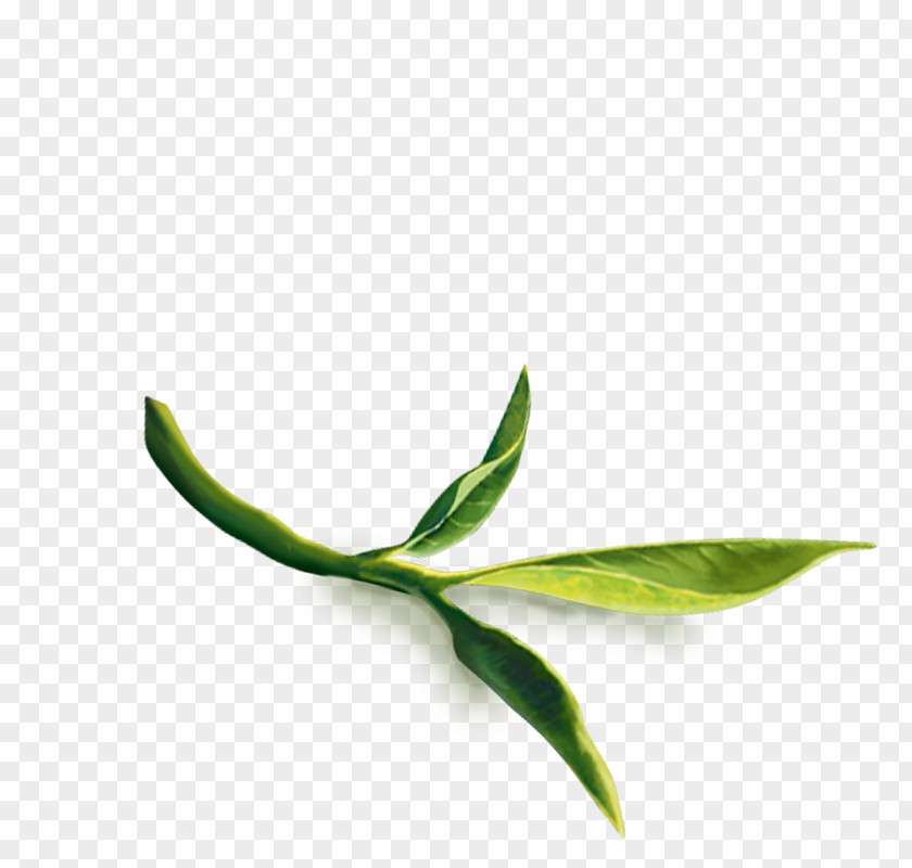 Leaf Plant Stem PNG