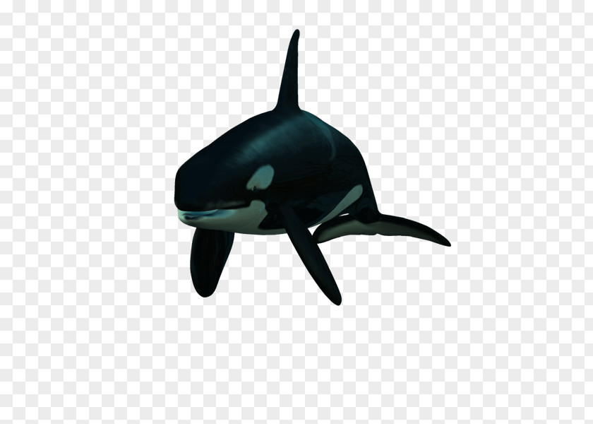 Lp Dolphin Killer Whale PhotoScape PNG