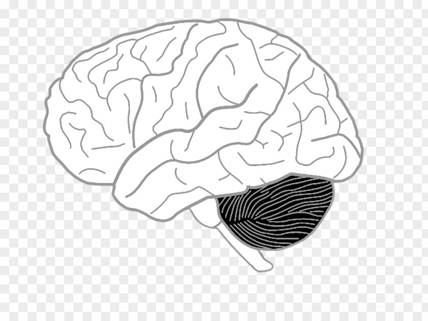 Brain Drawing On The Right Side Of Coloring Book Human Body PNG