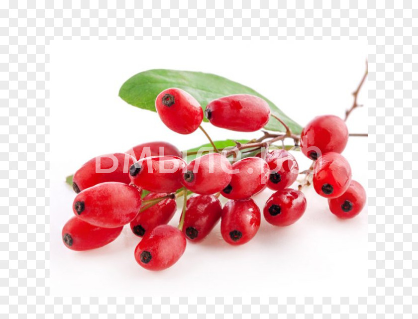 Common Barberry Dried Fruit Berberis Thunbergii Goji PNG