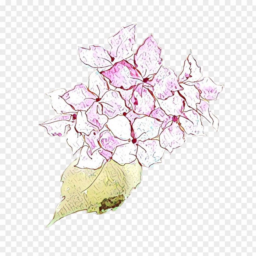 Morning Glory Cut Flowers Pink Flower Plant Hydrangea Hydrangeaceae PNG