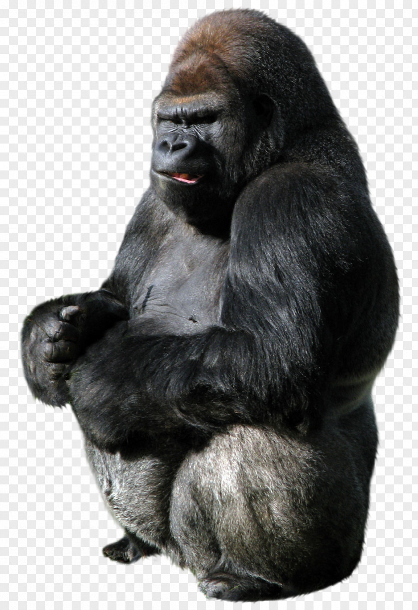 Strong Orangutan Gorilla Ape PNG