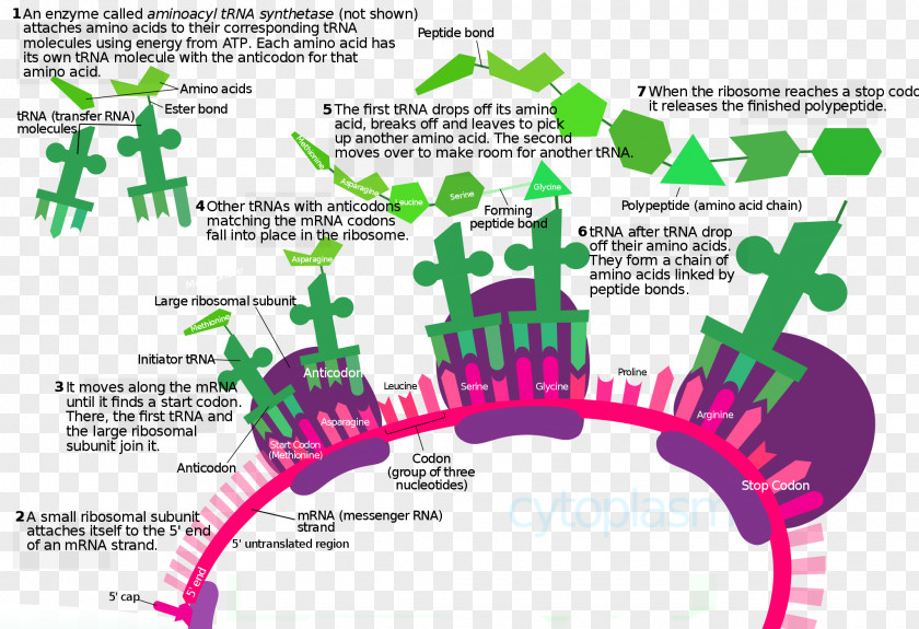 Translation Protein Biosynthesis Cell Poster PNG