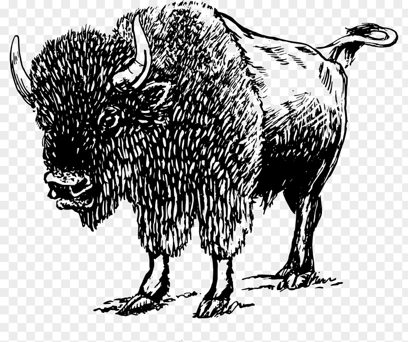 American Bison Clip Art PNG