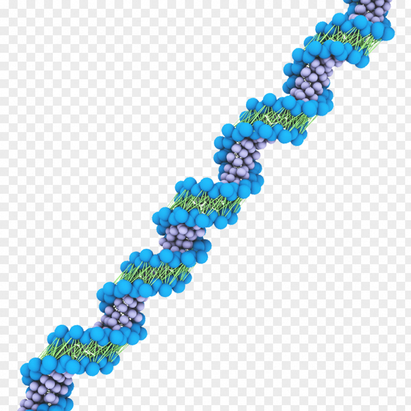 Double Helix DNA Virus MARTINI Nucleic Acid Force Field PNG