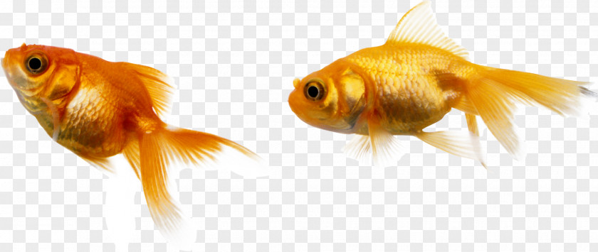 Fish Goldfish Image Deep Sea PNG