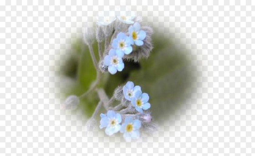 Myosotis Scorpion Grasses PNG