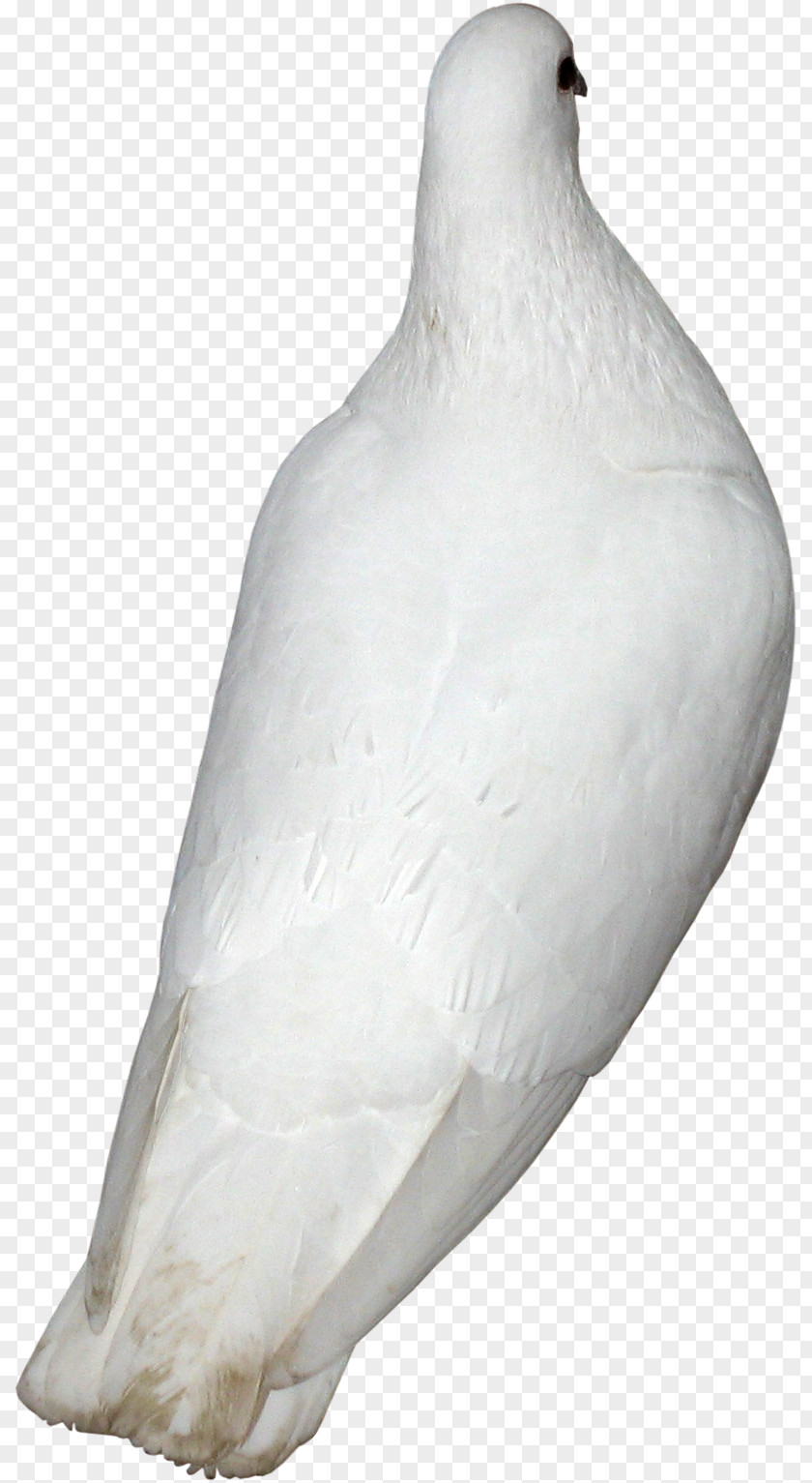 Pigeons 12 0 1 Beak Water Bird Neck Galliformes PNG