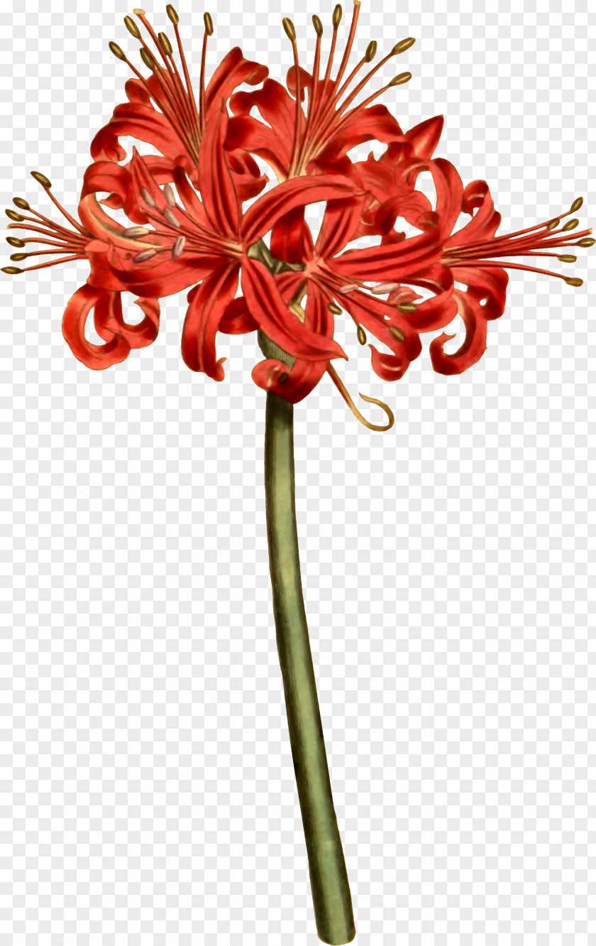 Red Spider Lily Botany Curtis's Botanical Magazine Illustration Tattoo PNG