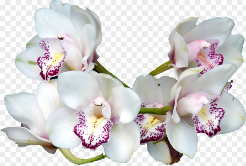 Vanilla Flower PNG
