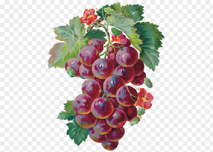 Wine Grape Merlot Animaatio PNG