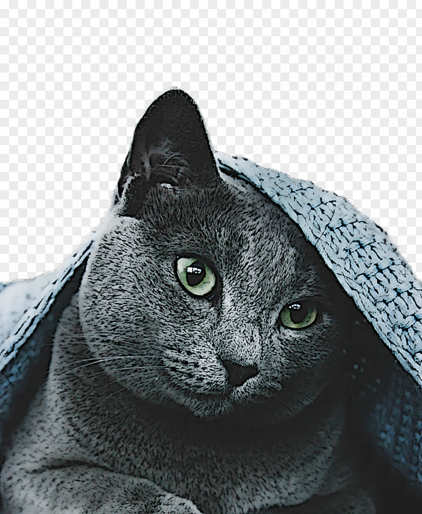 Korat Russian Blue Chartreux Snout Domestic Short-haired Cat PNG