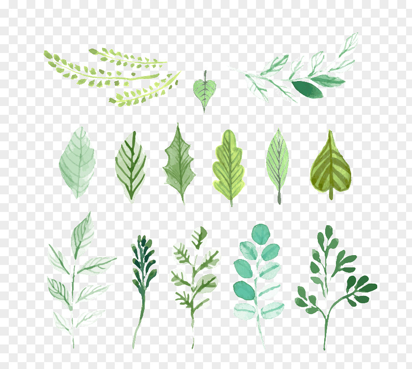 Leaves Leaf Green Painting PNG
