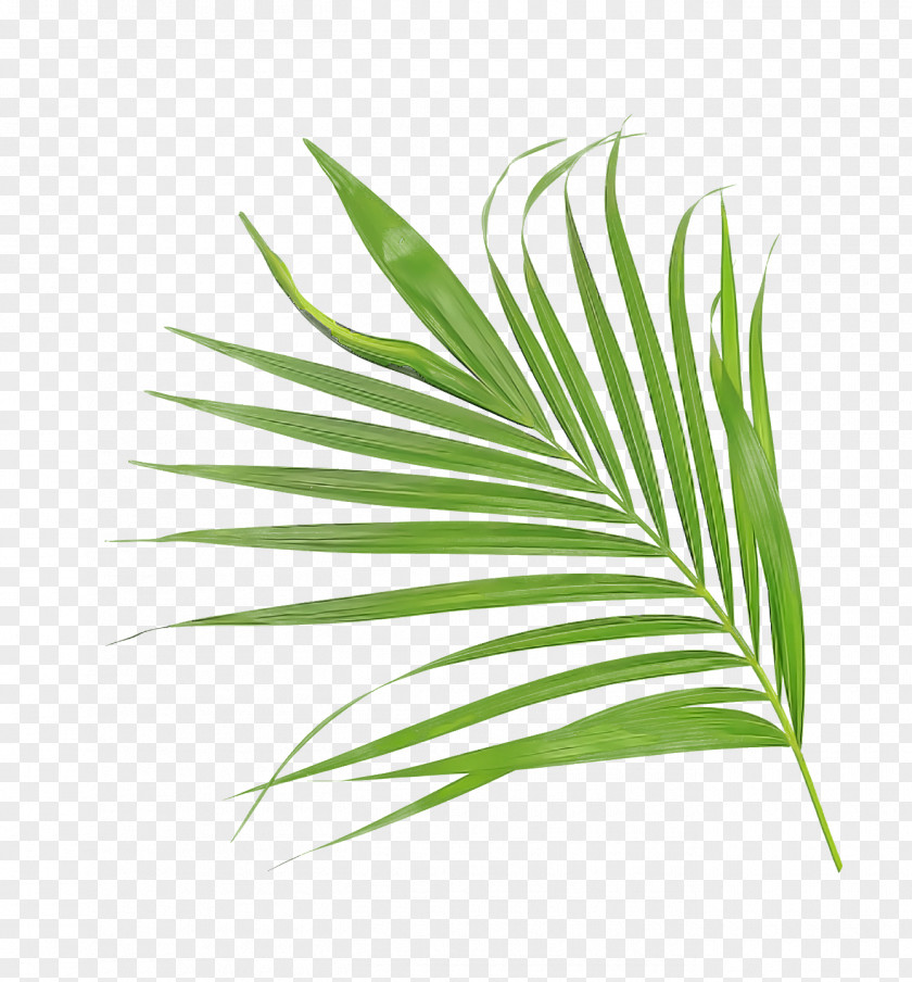 Palm Trees PNG