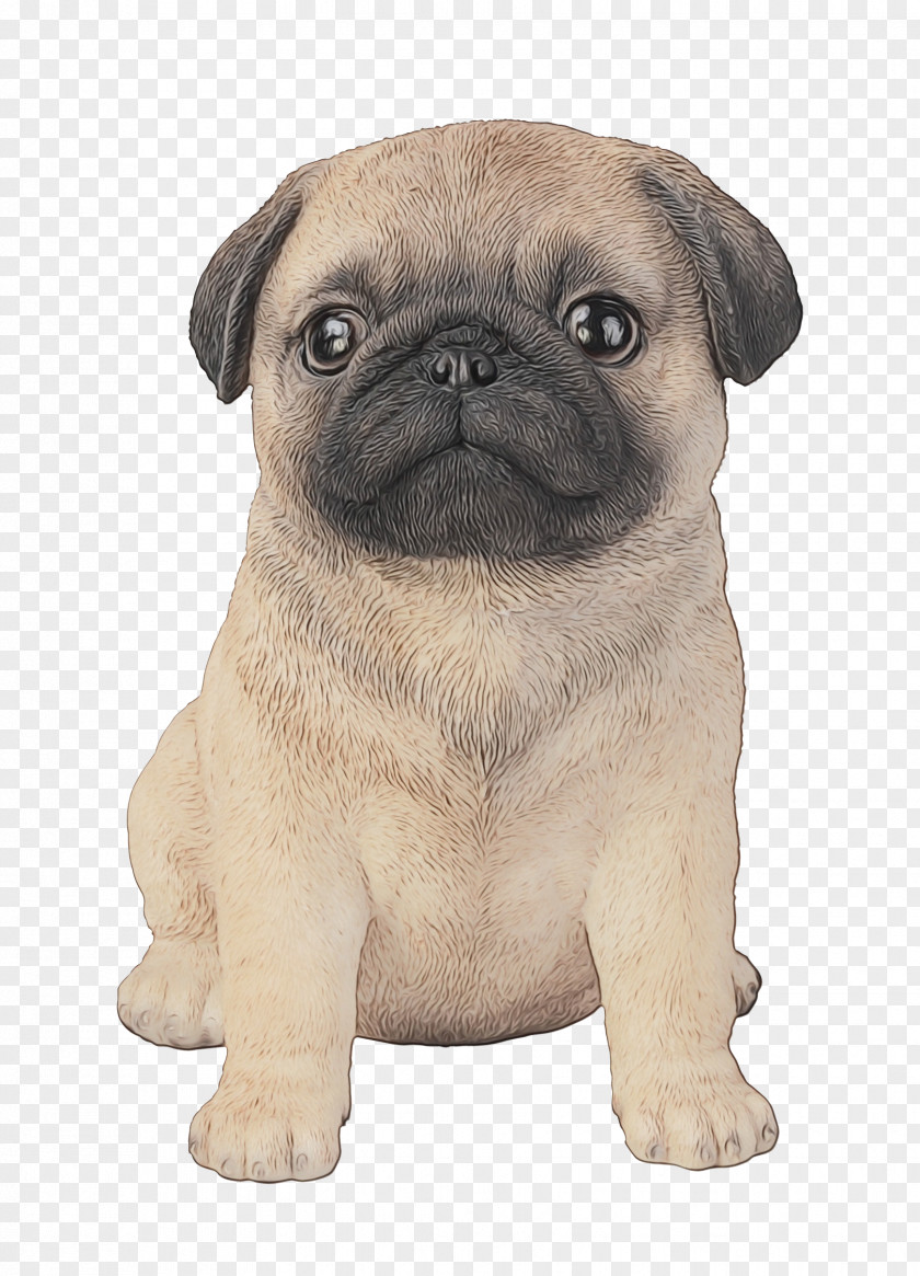 Skin Puppy Dog Pug Breed Snout PNG