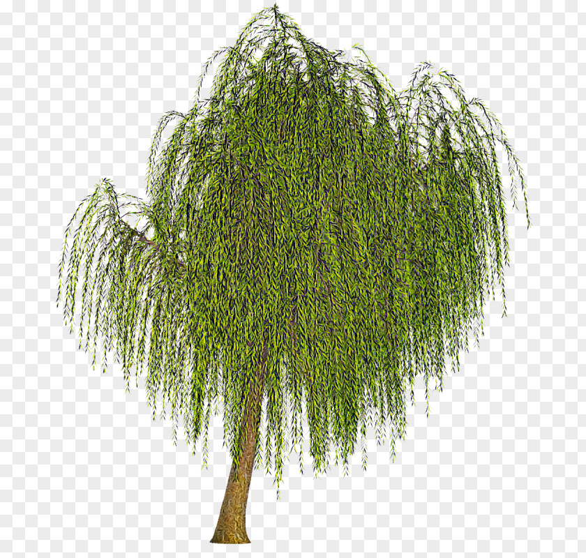Tree Plant Woody Willow Grass PNG